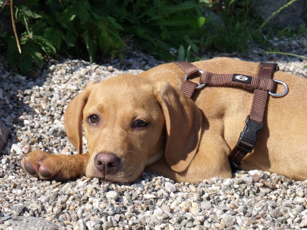 Ella (Labrador, Magyar Vizsla) Labrador Magyar Vizsla 